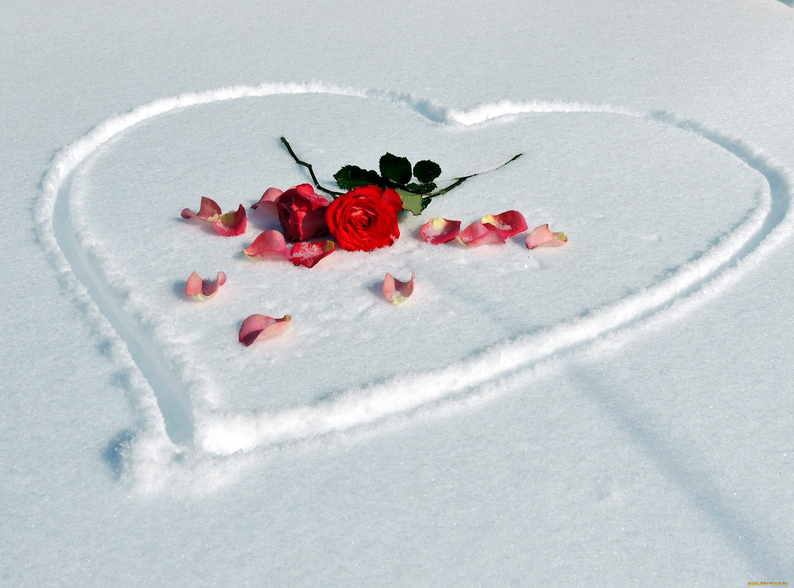 Красивая открытка со снегом. Розы на снегу. Сердце на снегу. Лепестки роз на снегу. Сердечко на снегу.